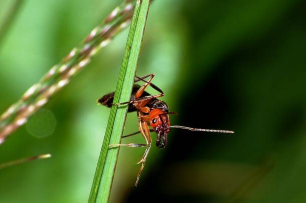 Tűzhangya (Formicidae Solenopsis invicta)
Forrás: commons.wikimedia.org
Szerző: Hugo A. Quintero G.