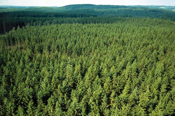 Fenyőerdő Svédországban - A kép illusztráció
Forrás: upload.wikimedia.org