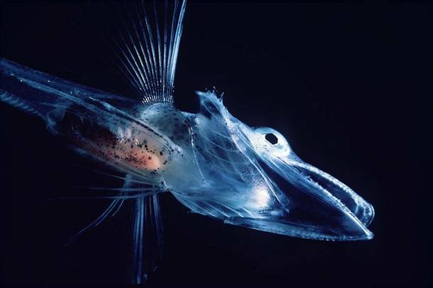 Jéghal az Antarktisz mélységeiből - a kép illusztráció
Forrás: commons.wikimedia.org
Szerző: Uwe kils