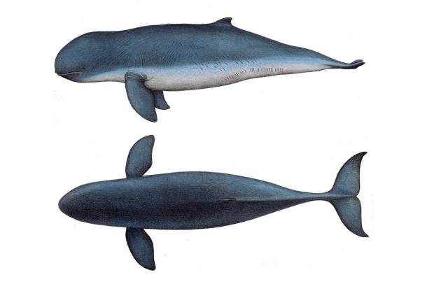 Kúposfejű delfin
Forrás: commons.wikimedia.org
Szerző: C. Berjeau