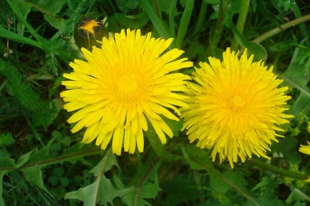 Gyermekláncfű
Forrás: pixabay.com