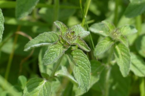 Menta
Forrás: pixabay.com