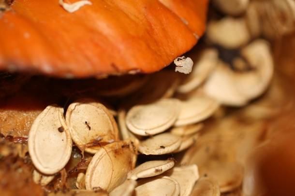 Sütőtök
Forrás: www.freeimages.com