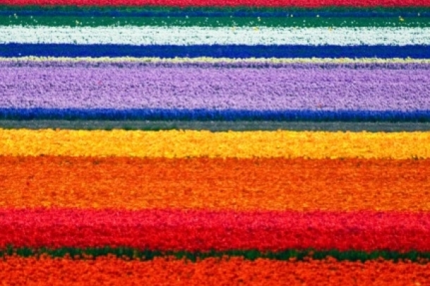 A fényképész szülővárosából Alkmaarból
Forrás: allardschager.com