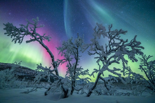 "Tündérfa"
Forrás: checkmydream.fr