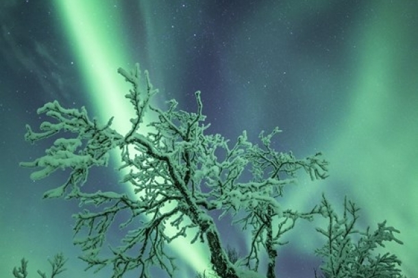 "Az erdő szelleme visszatér"
Forrás: checkmydream.fr