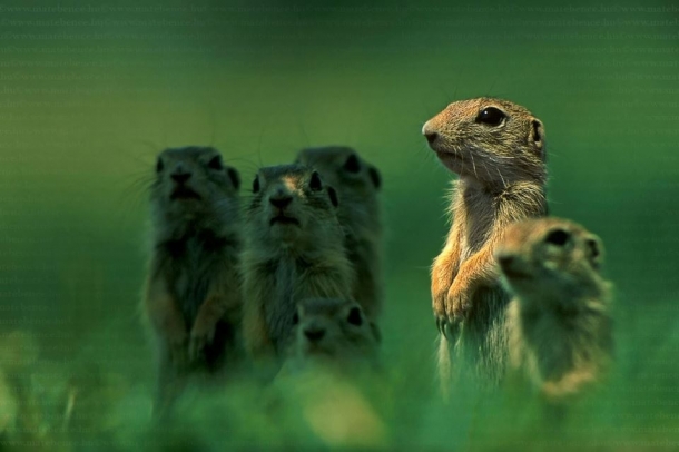 Mongúz család
Forrás: matebence.hu