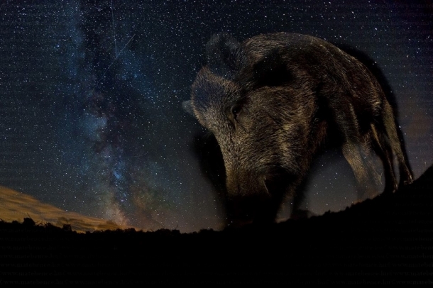 A díjnyertes fotó
Forrás: matebence.hu