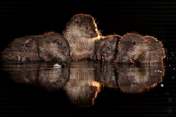 Vidrák
Forrás: matebence.hu