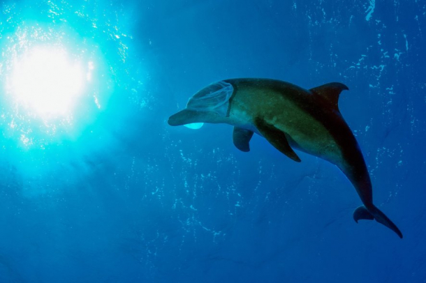 Ifj. Lőrincz Ferenc fotója
Forrás: MTI