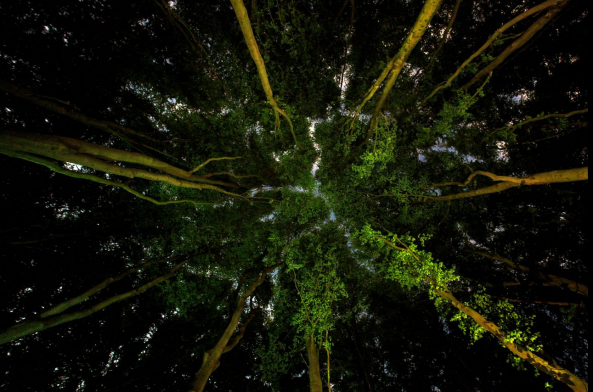 Megválasztották az Év Környezetvédelmi Fotósát!