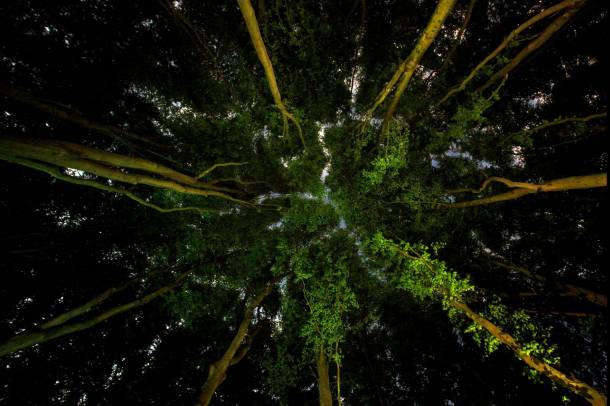 A Föld tüdeje (Sommerset, Nagy-Britannia)
Forrás: www.ciwem.org
Szerző: Ian Wade