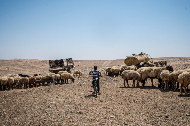 Egy beduin kisfiú kerékpáron tereli a nyájat
Forrás: mti.hu
Szerző: Kallos Bea